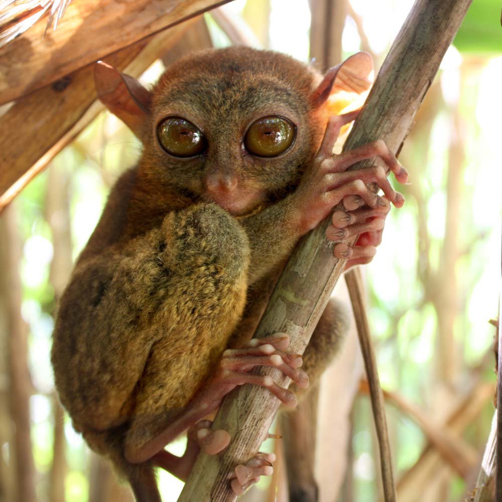 tarsier-bohol-cebu-primate