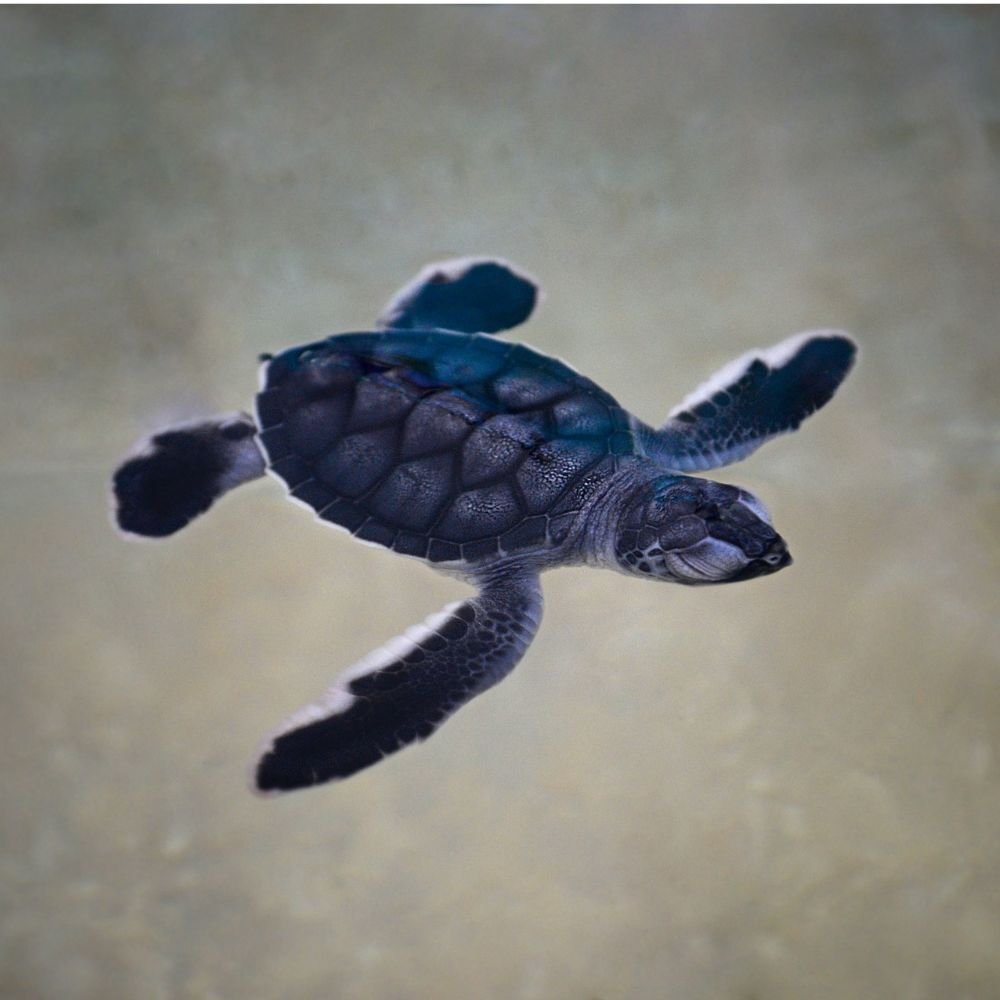 resting sea turtle in the water